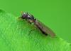 Melanostoma scalare